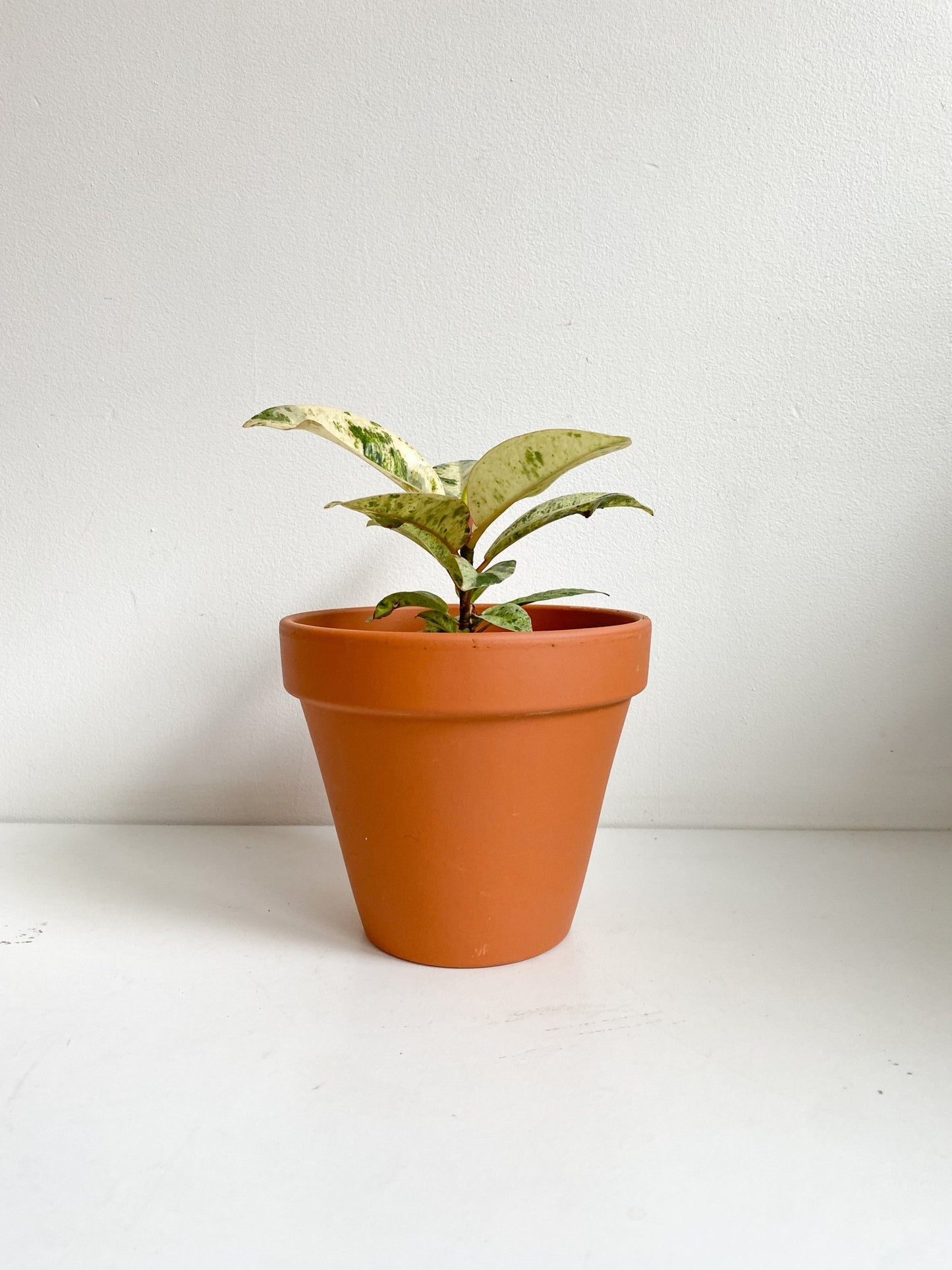 Shivereana (Ficus) - Alma Plantes