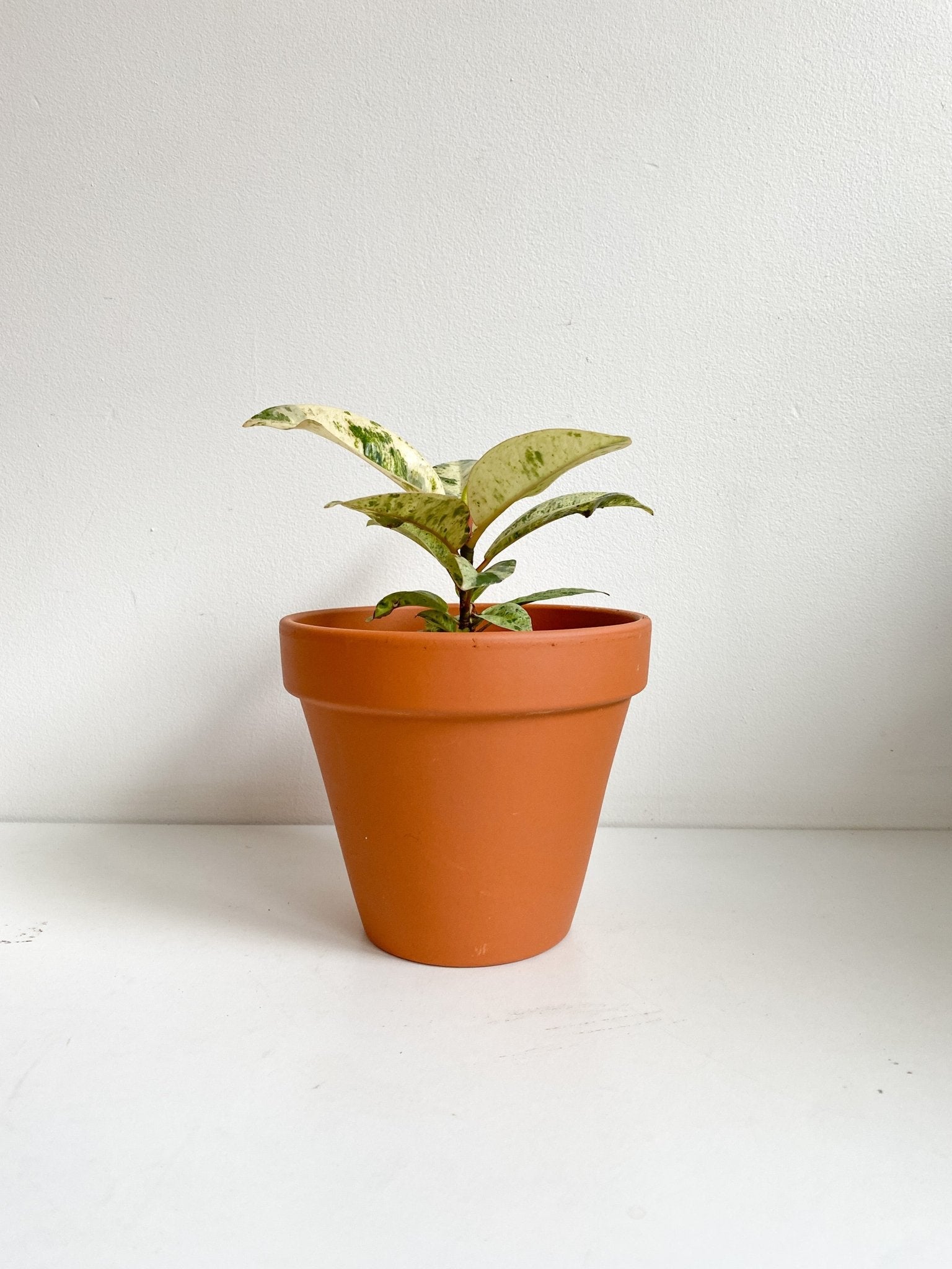 Shivereana (Ficus) - Alma Plantes