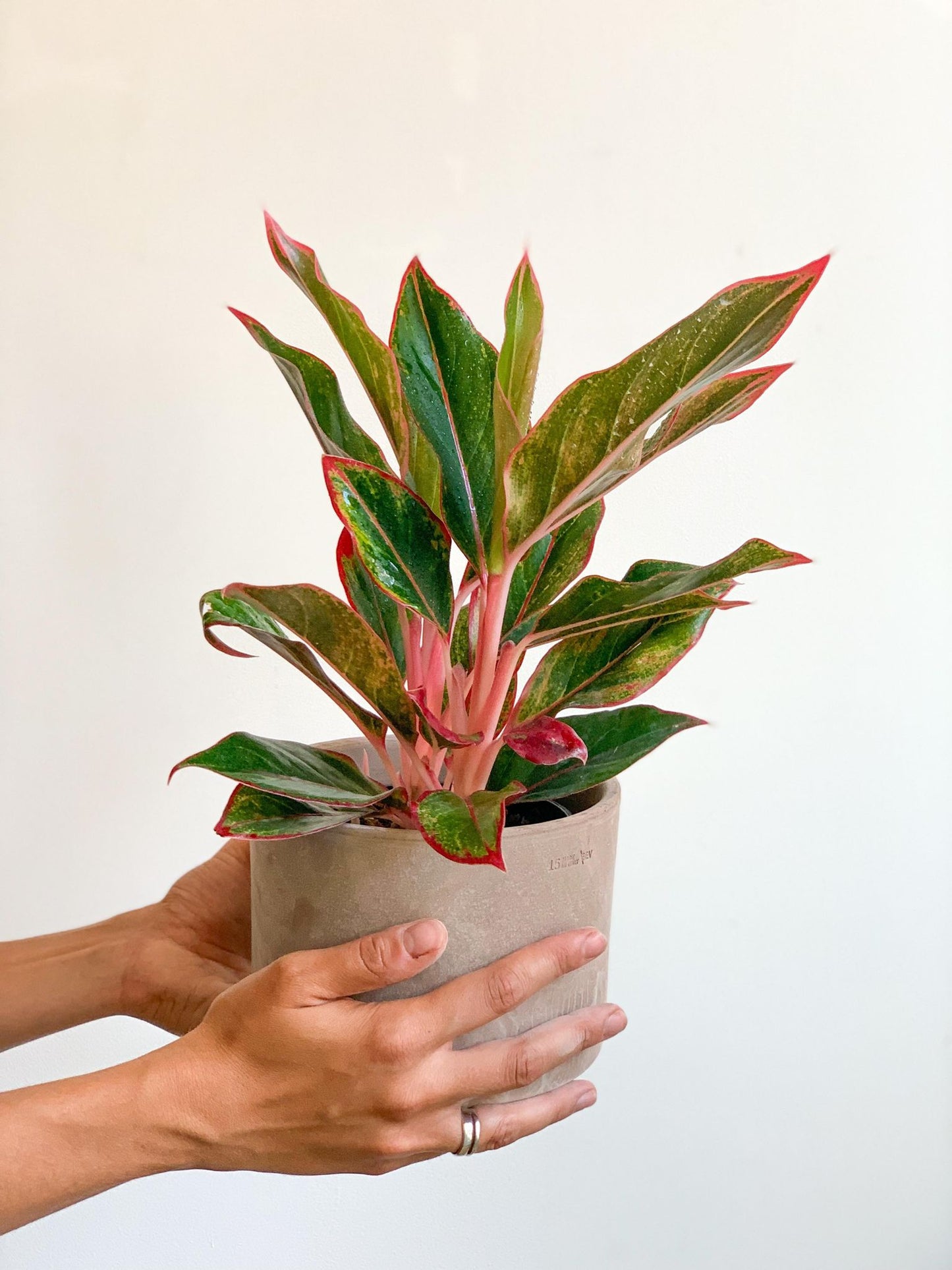 Siam (Aglaonema) - Alma Plantes