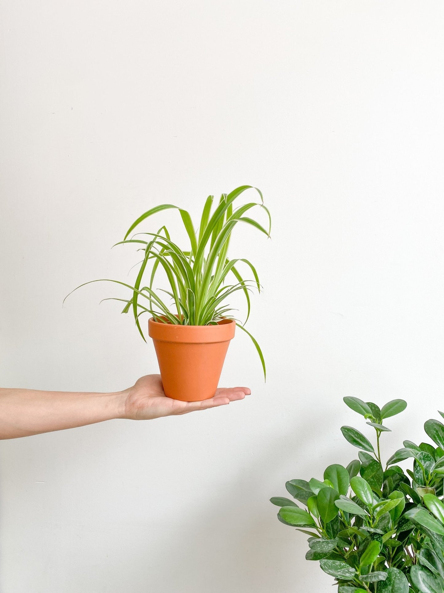 Spider (Chlorophytum) - Alma Plantes