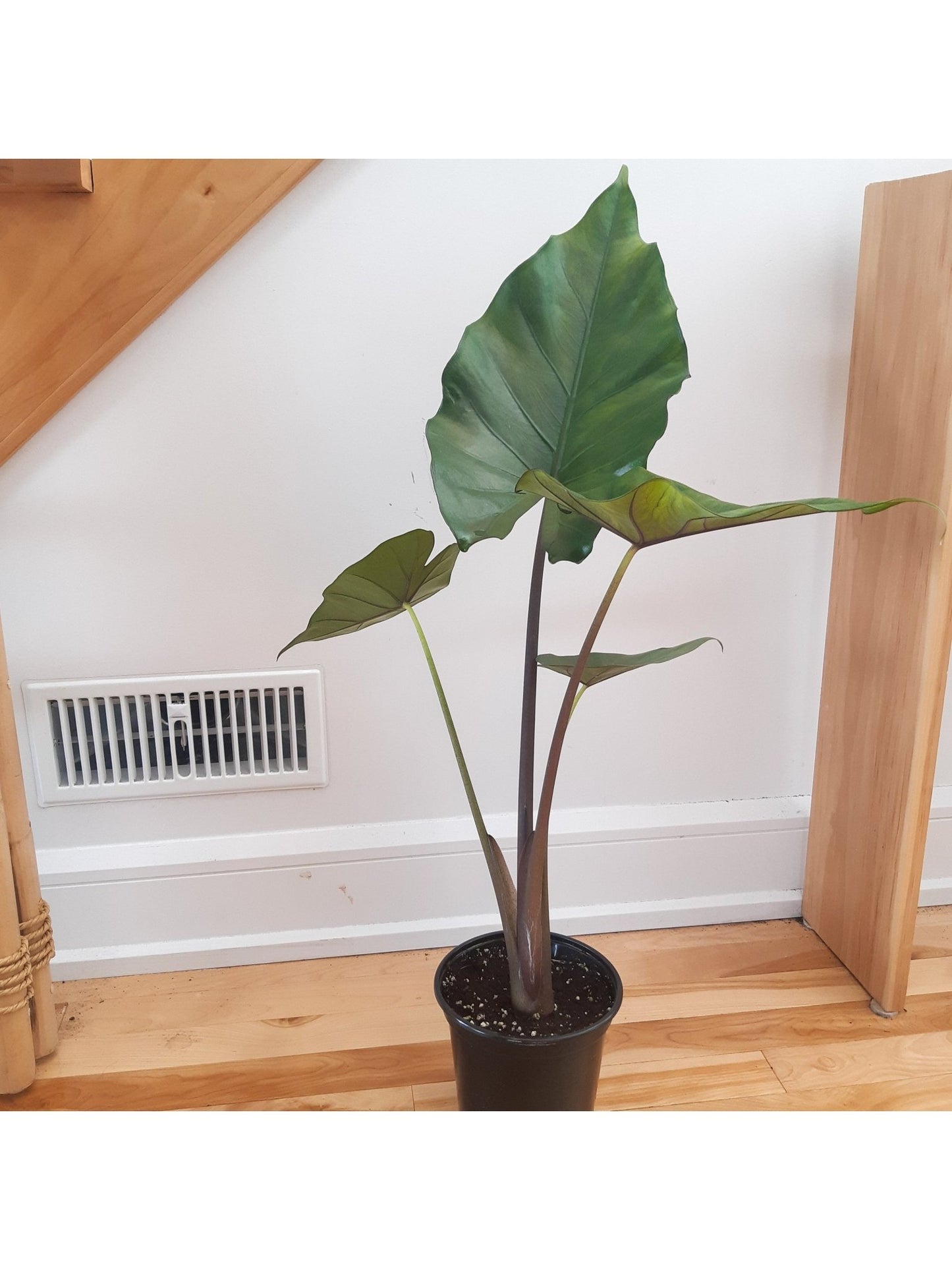Sumo (Alocasia) - Alma Plantes