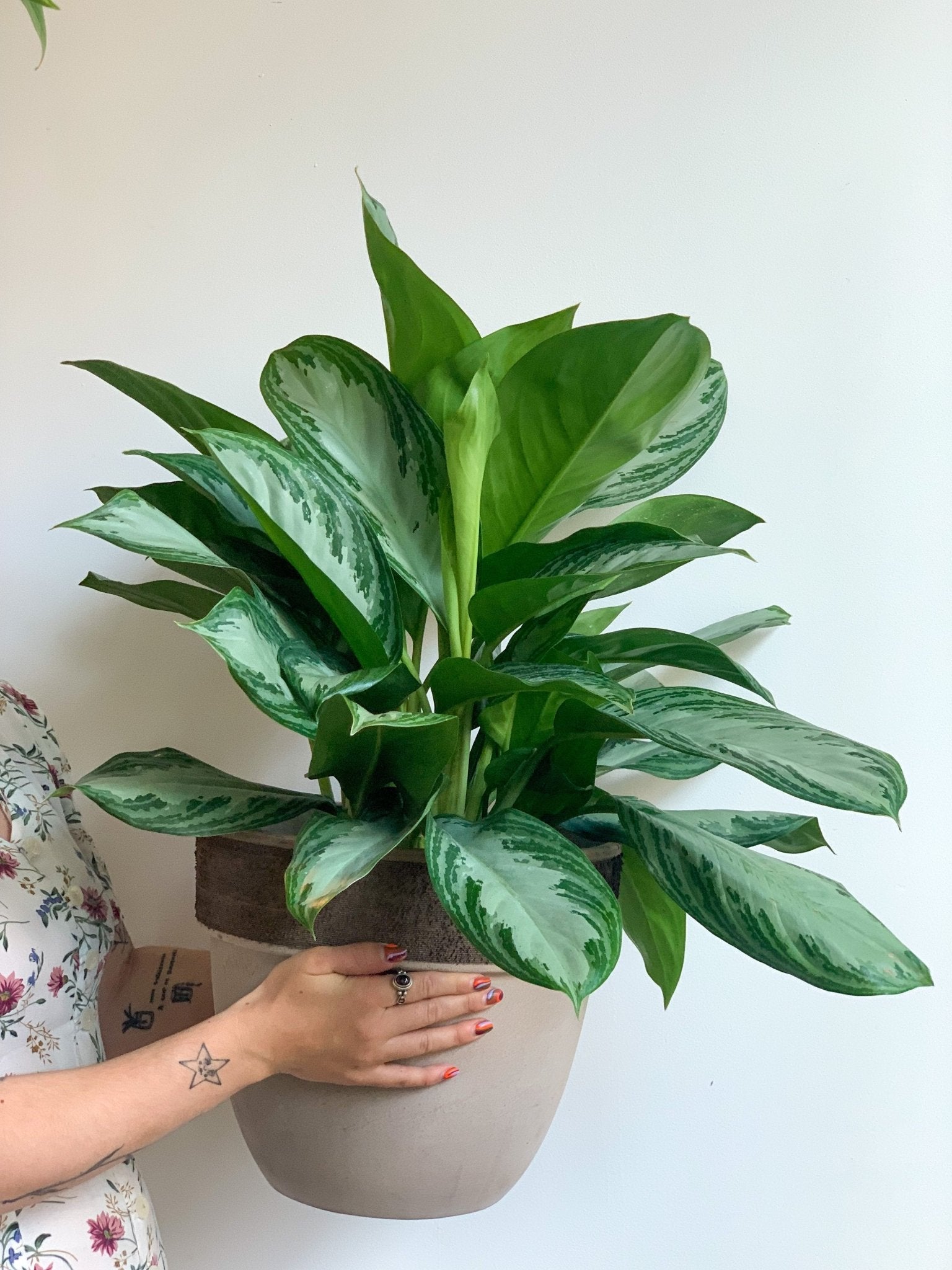 Sylvie (Aglaonema) - Alma Plantes