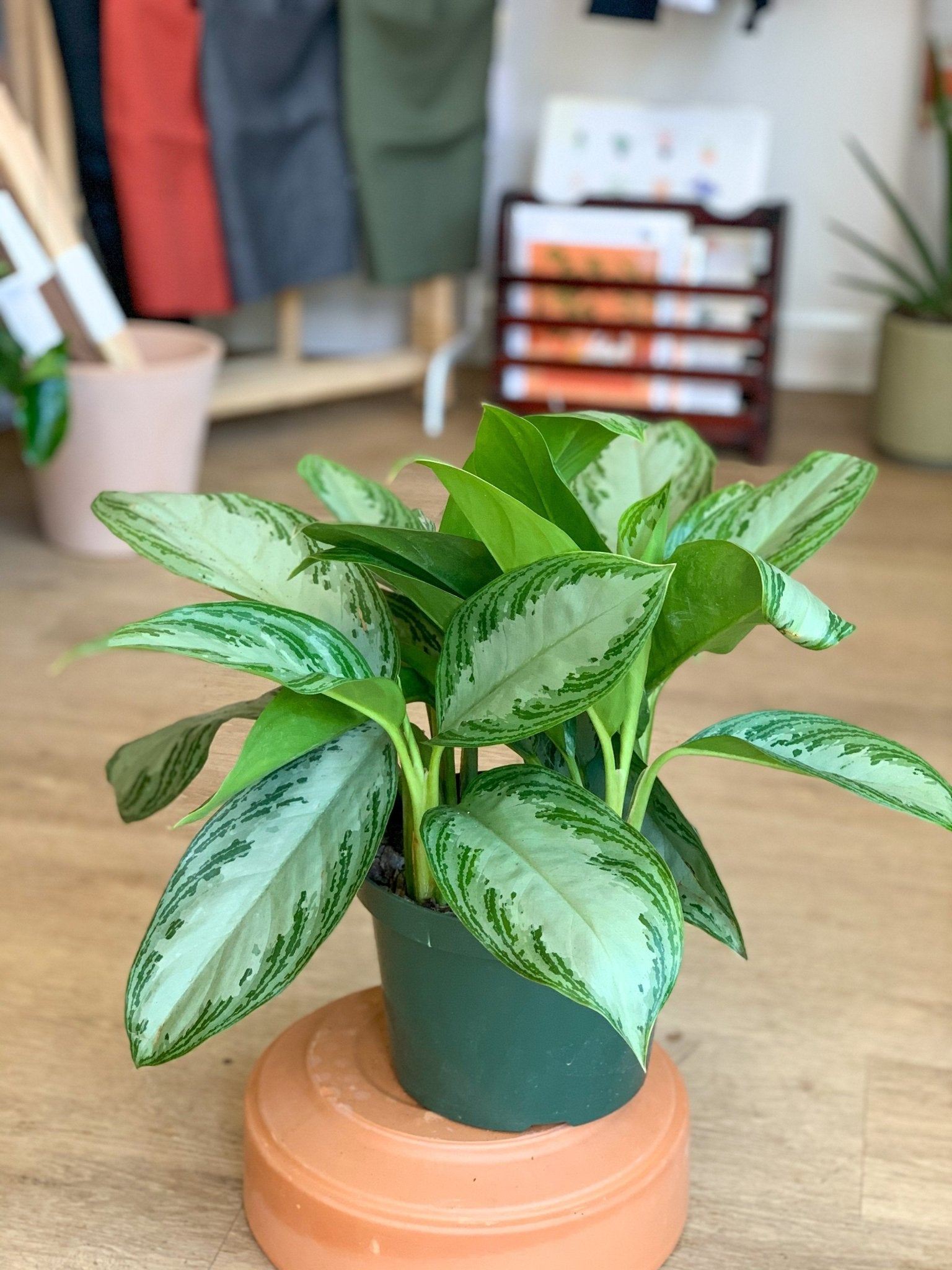 Sylvie (Aglaonema) - Alma Plantes