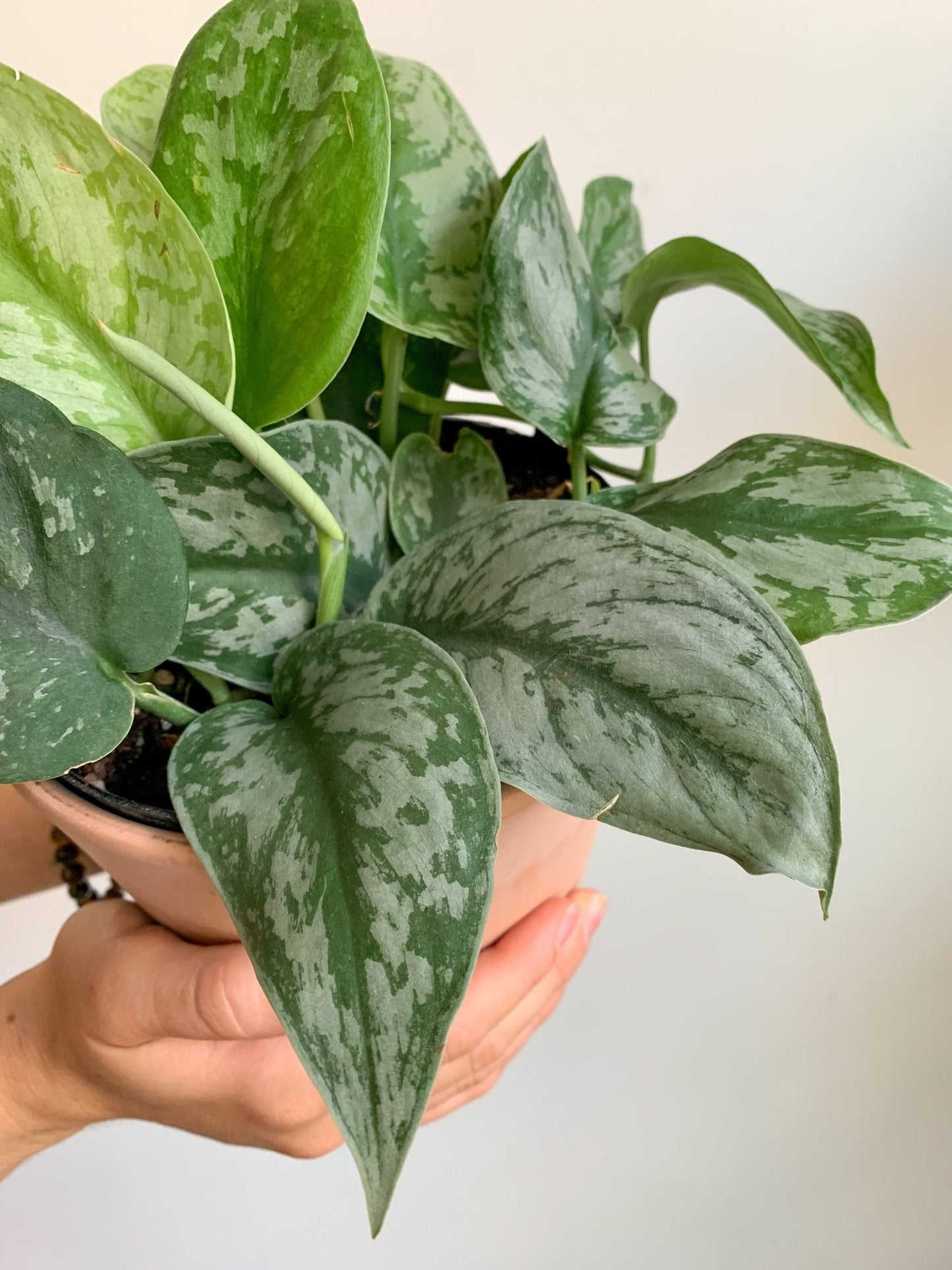 Thomas (Scindapsus) - Alma Plantes