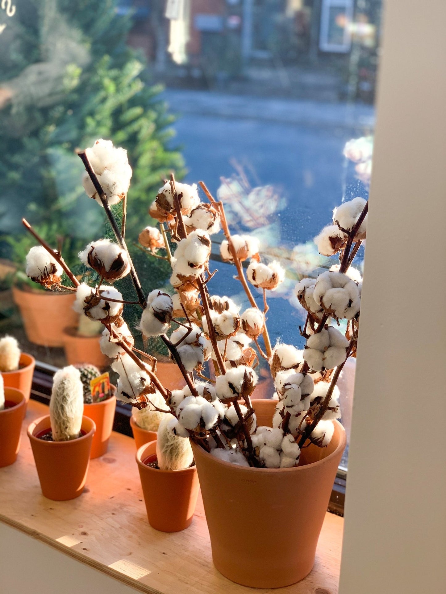 Tige de coton - Alma Plantes