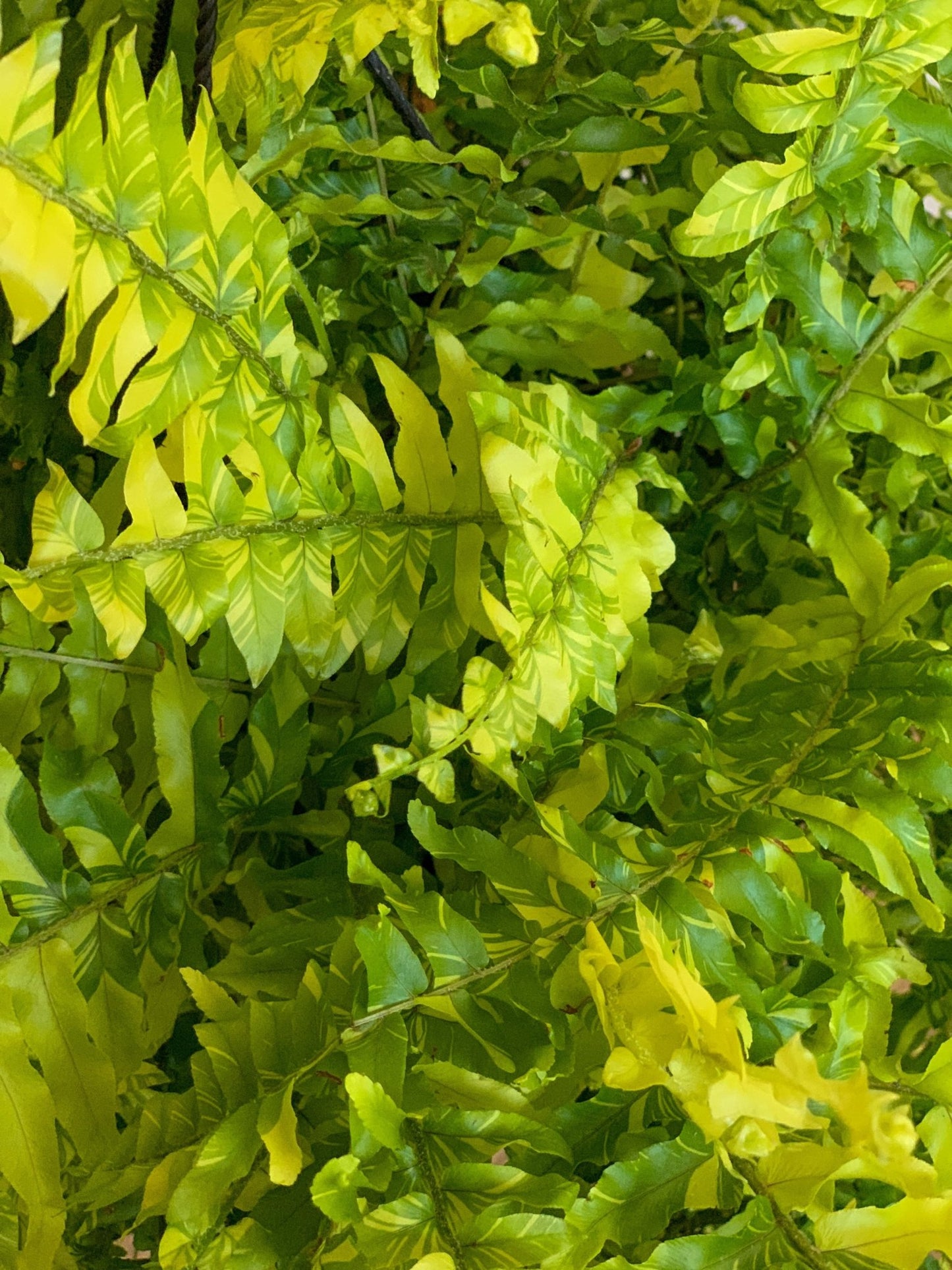 Tiger (Fougère) - Alma Plantes