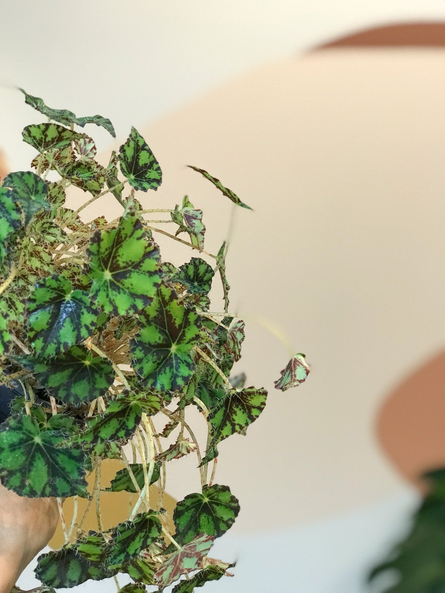 Tigris (Bégonia) - Alma Plantes