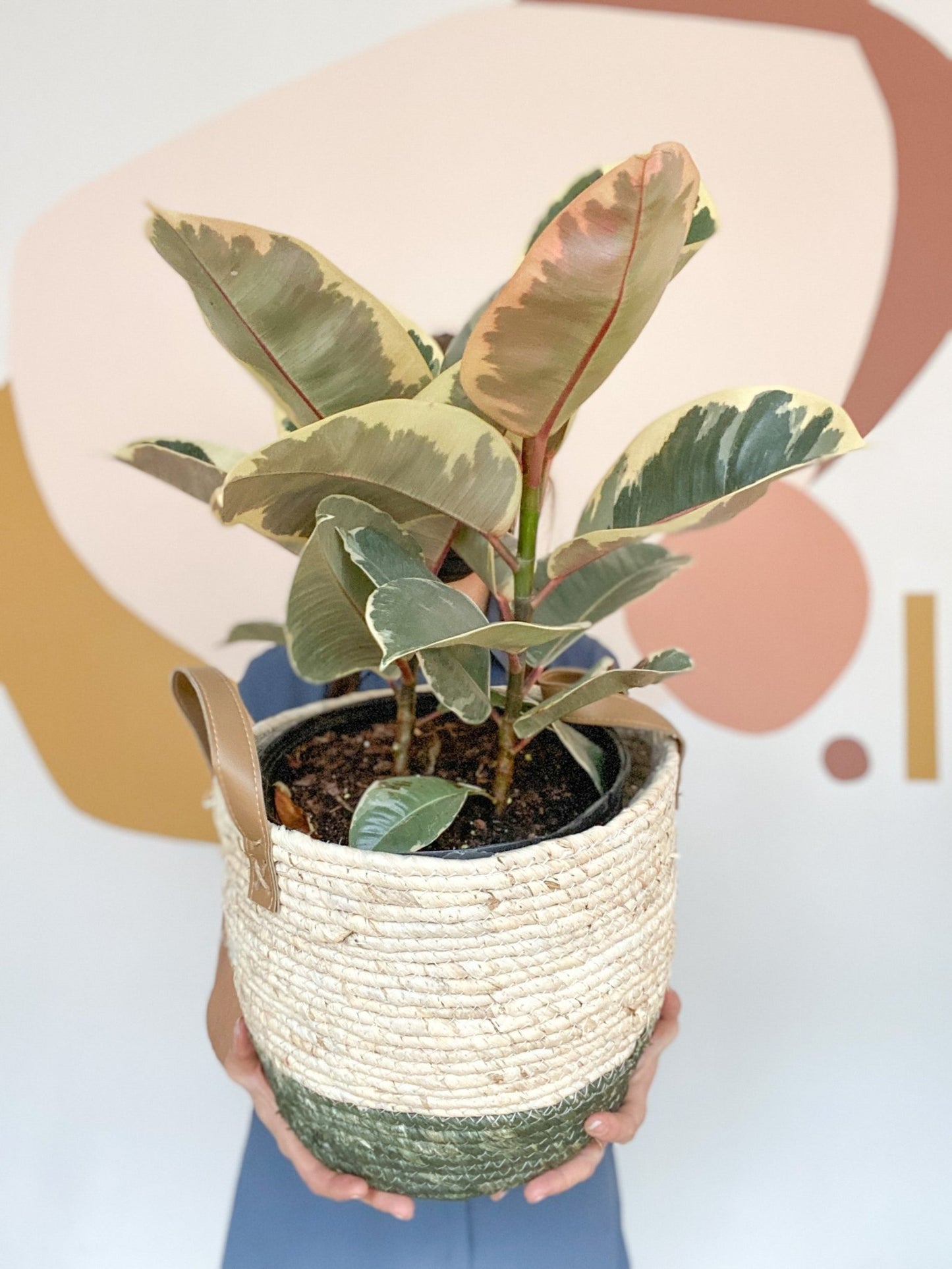 Valérie (Ficus) - Alma Plantes