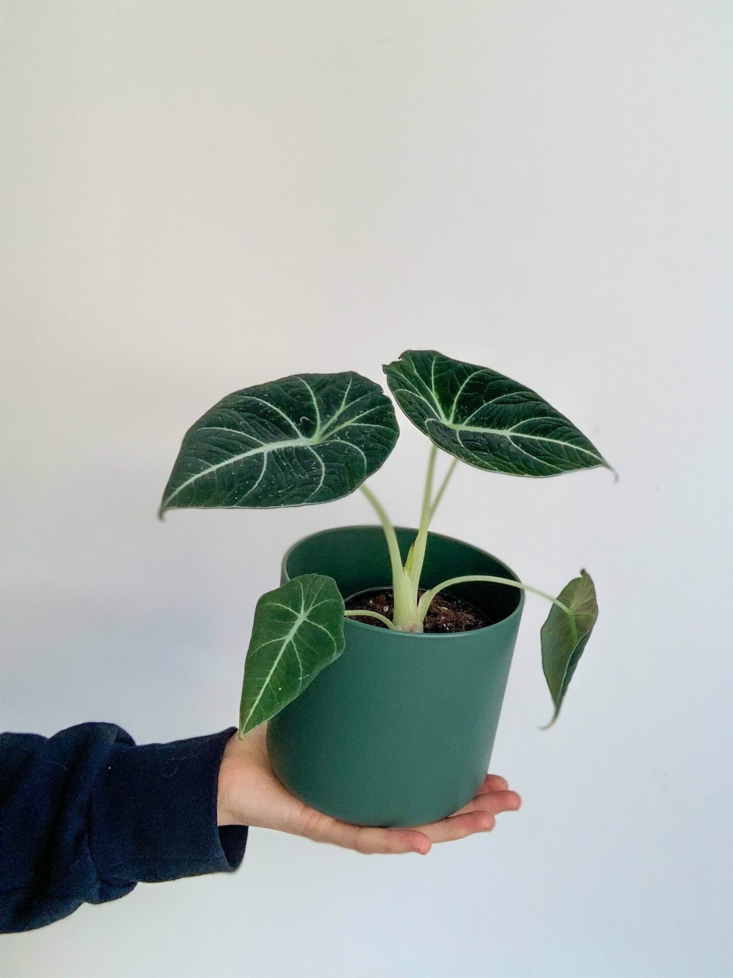 Vénus (Alocasia) - Alma Plantes