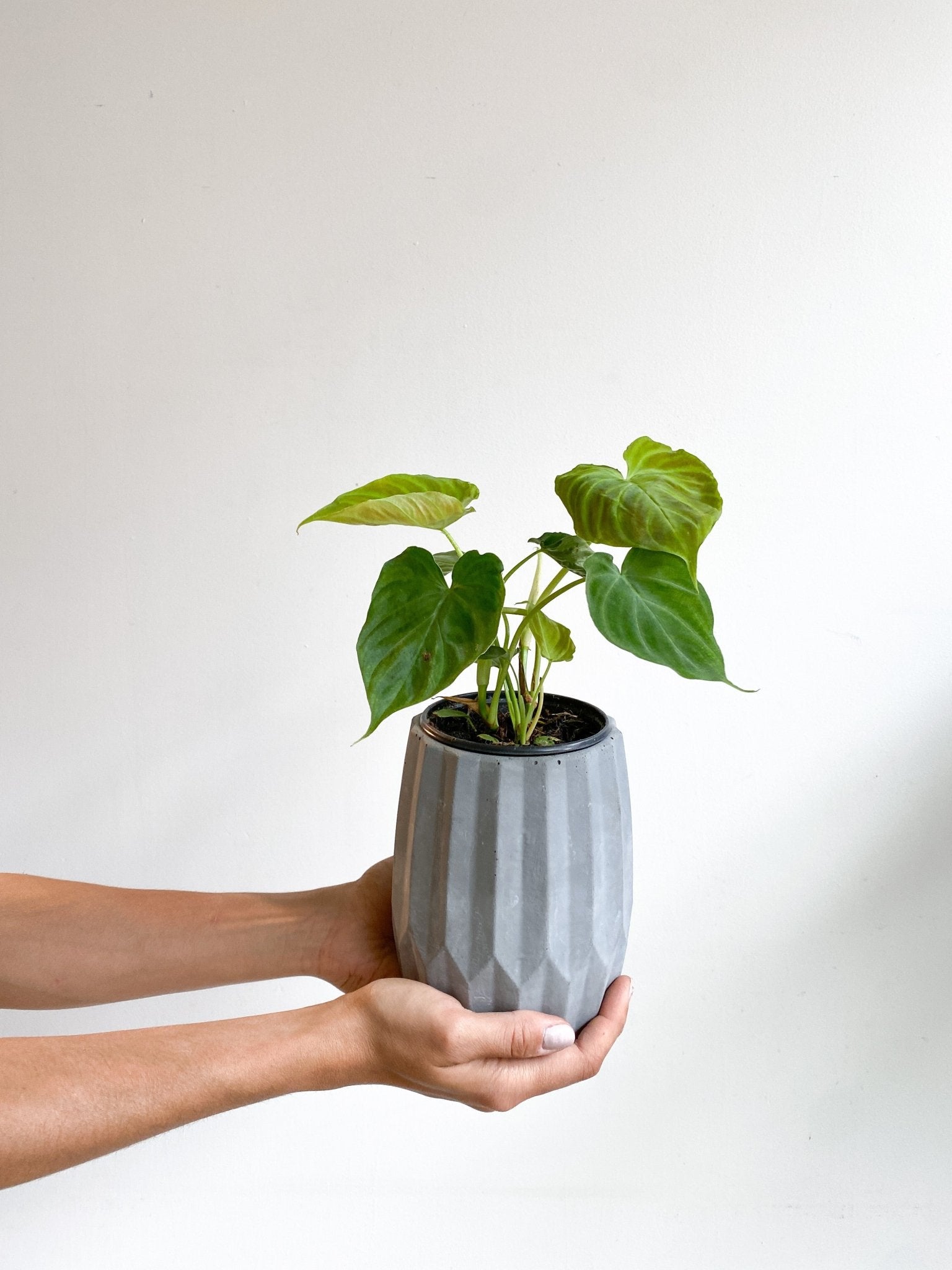 Veronika (Philodendron) - Alma Plantes