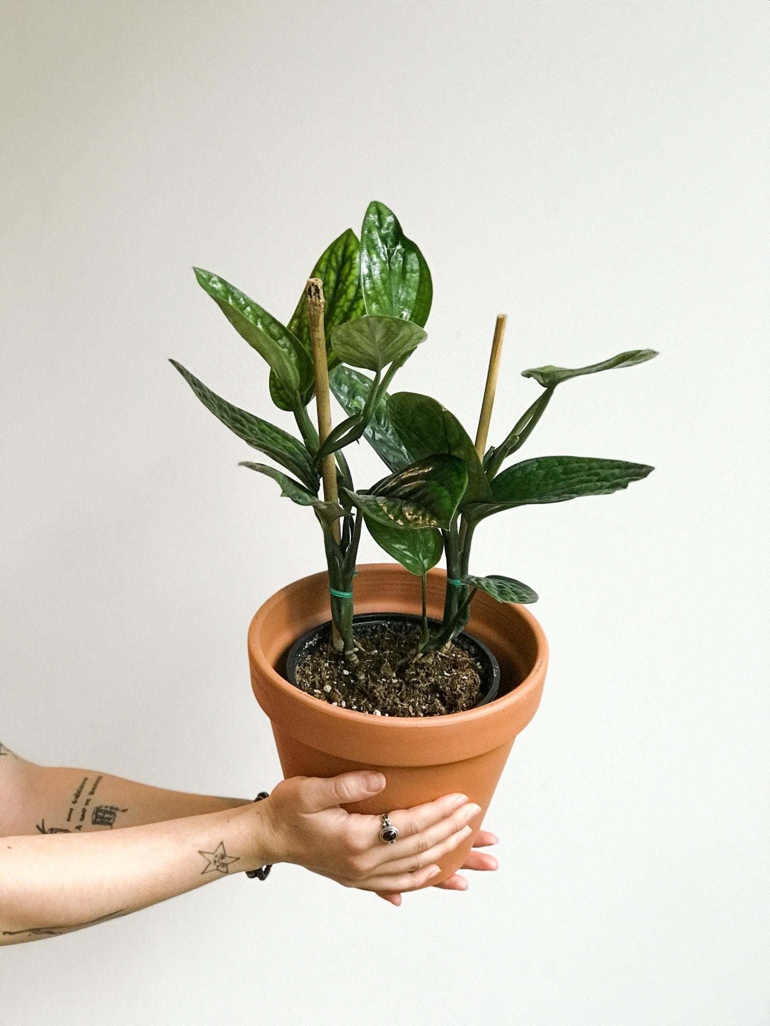 Vladimir (Monstera) - Alma Plantes