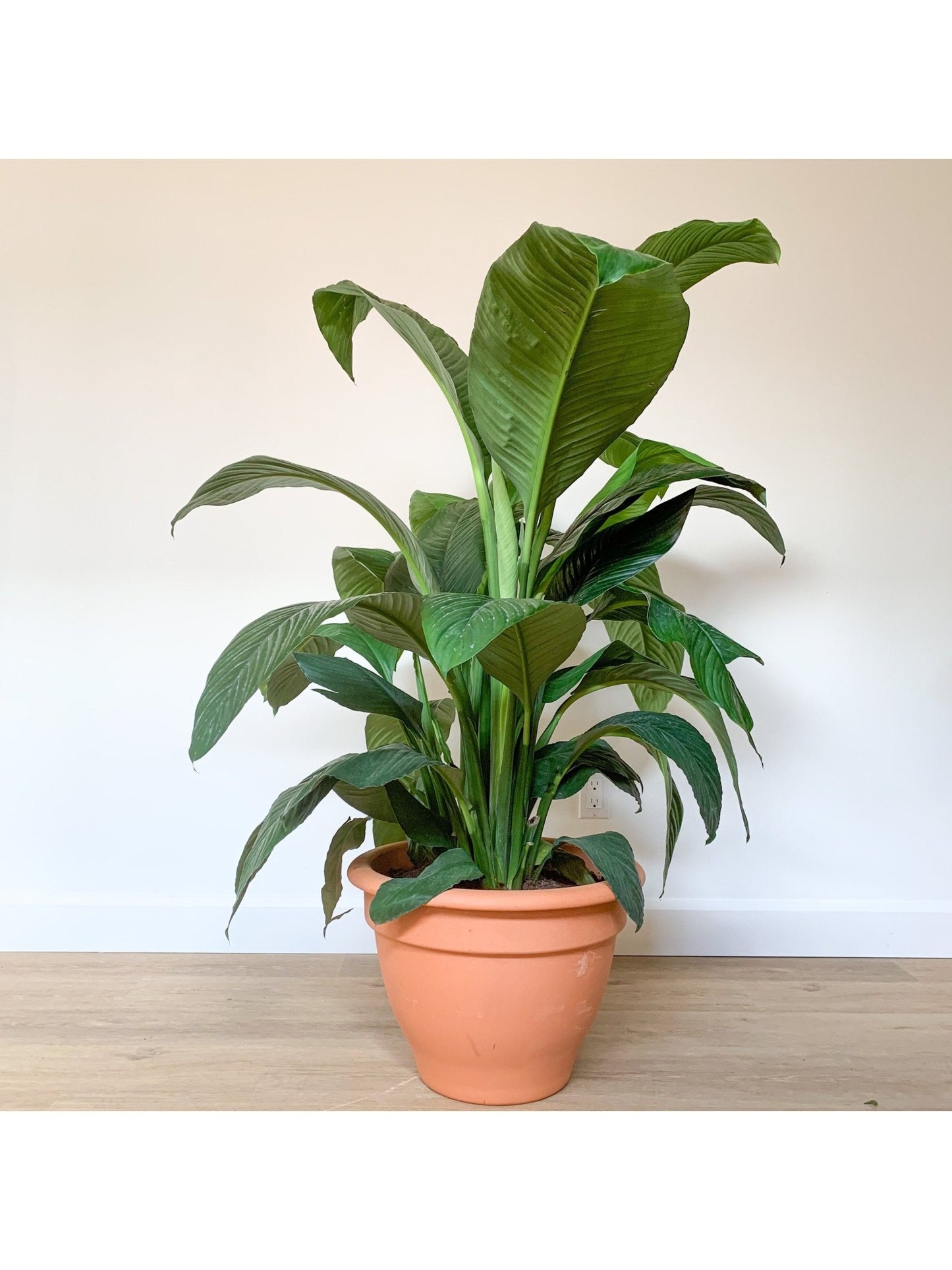 Waldorf (Spathiphyllum) - Alma Plantes