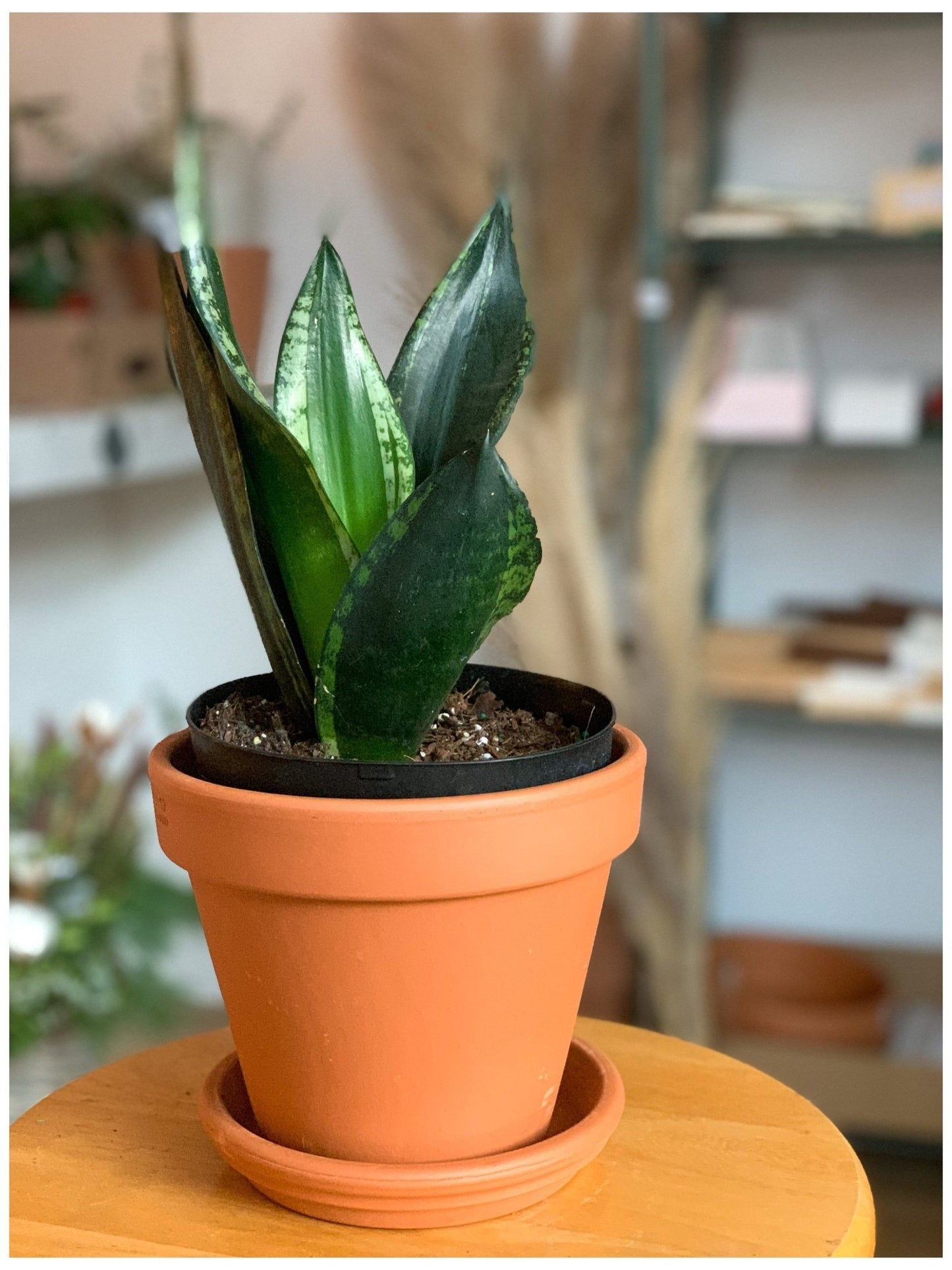 Whitney (Sansevière) - Alma Plantes