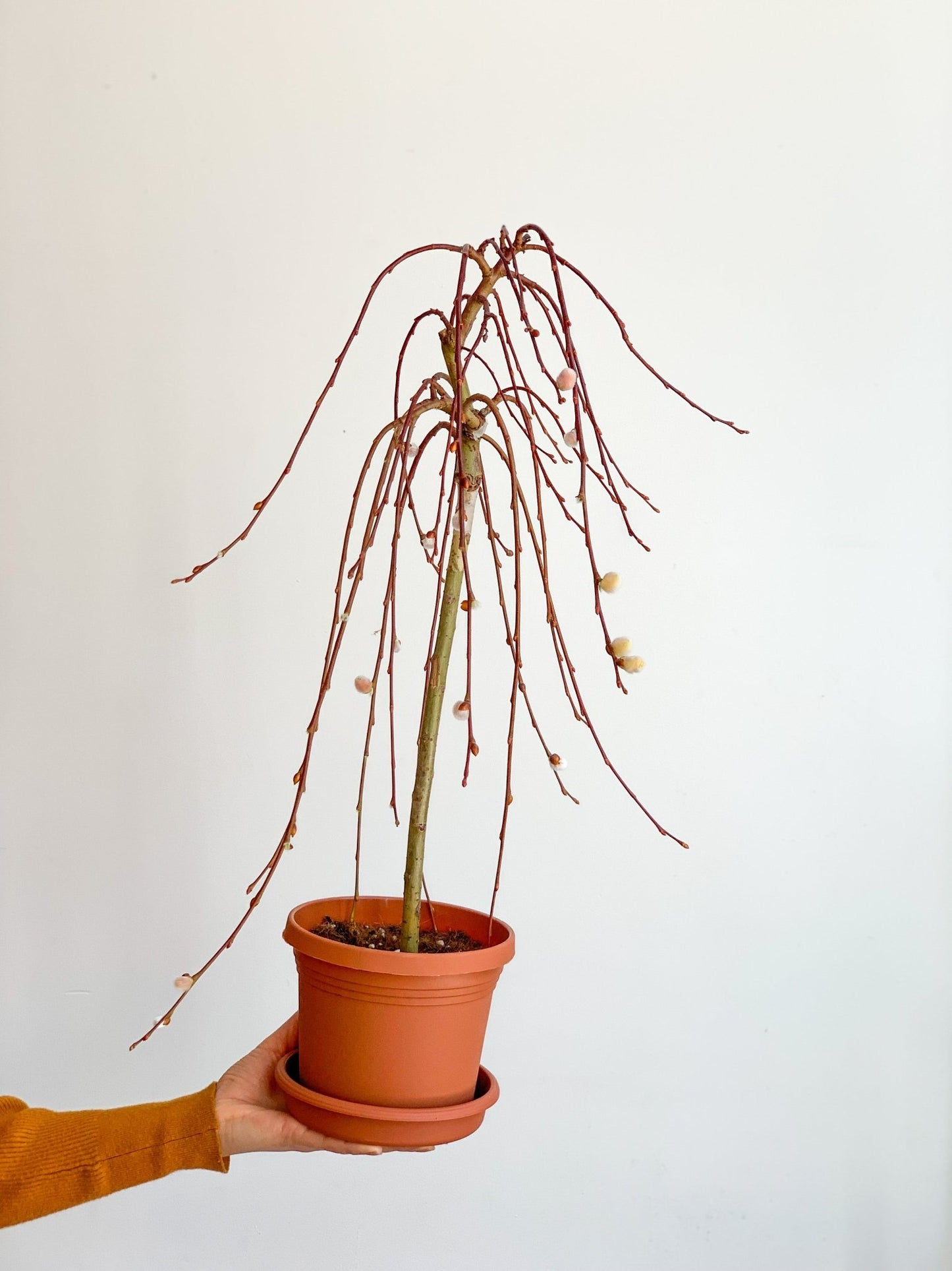 Willow (Saule) - Alma Plantes
