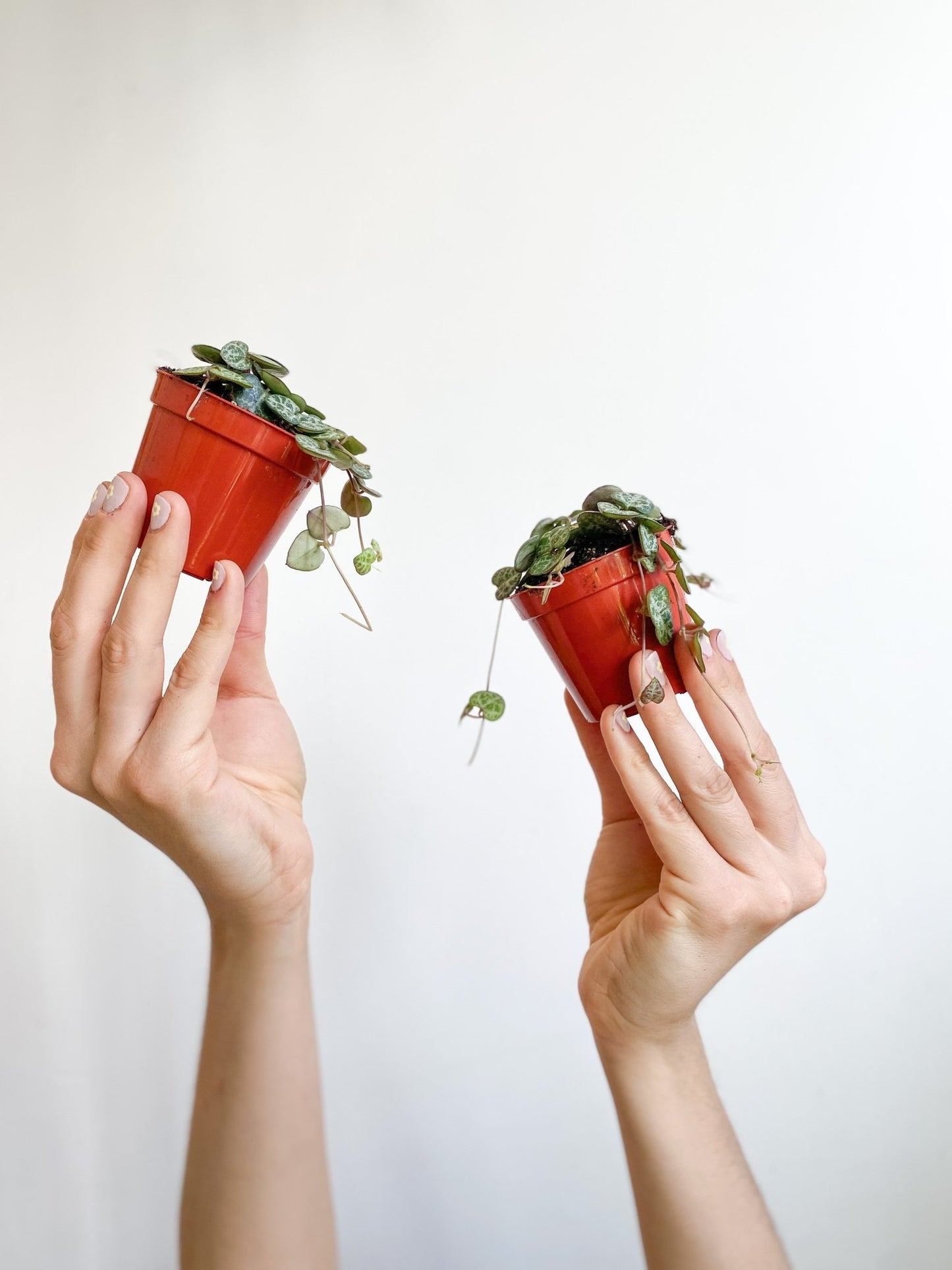 Woody (Ceropegia) - Alma Plantes