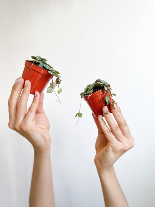 Woody (Ceropegia) - Alma Plantes