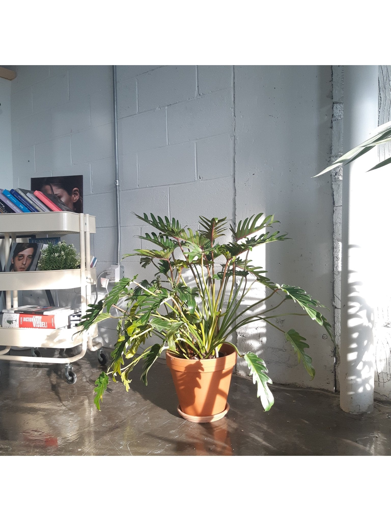 Xana (Philodendron) - Alma Plantes