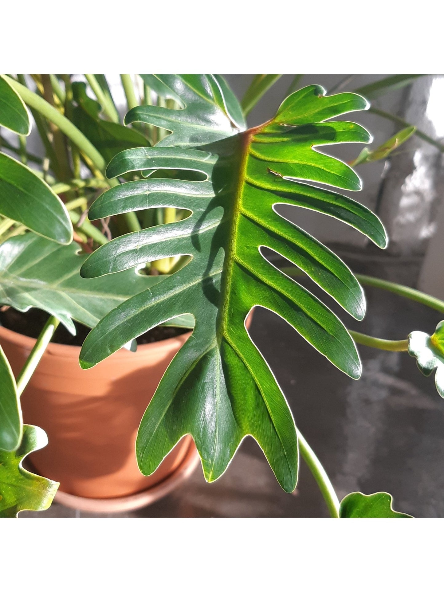 Xana (Philodendron) - Alma Plantes