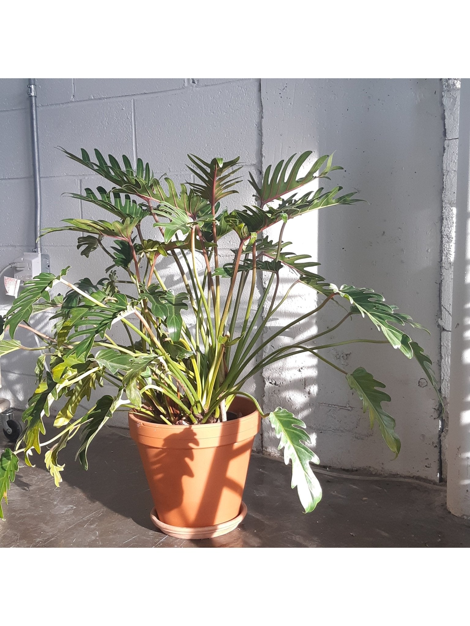 Xana (Philodendron) - Alma Plantes