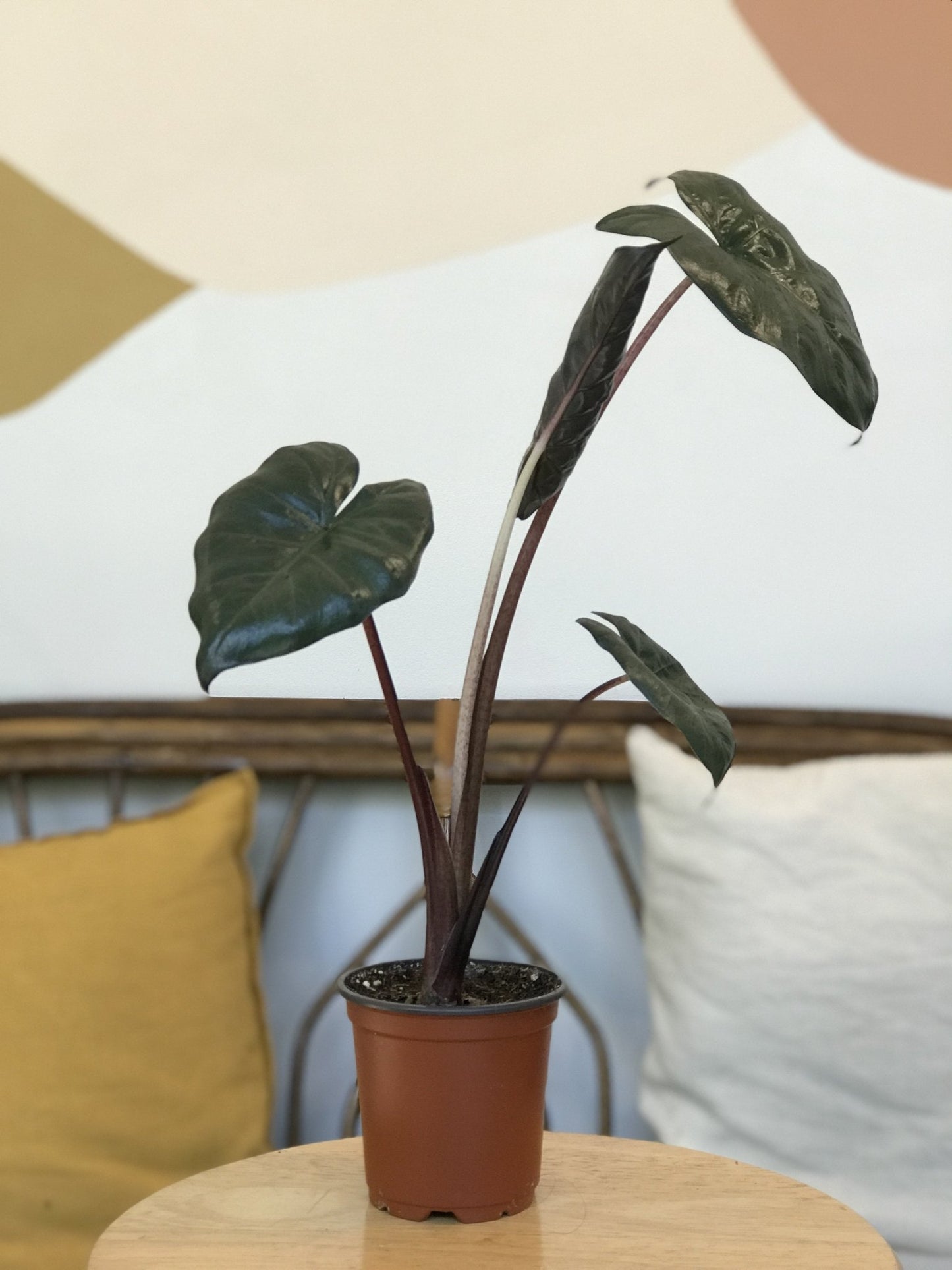 Yucatan (Alocasia) - Alma Plantes