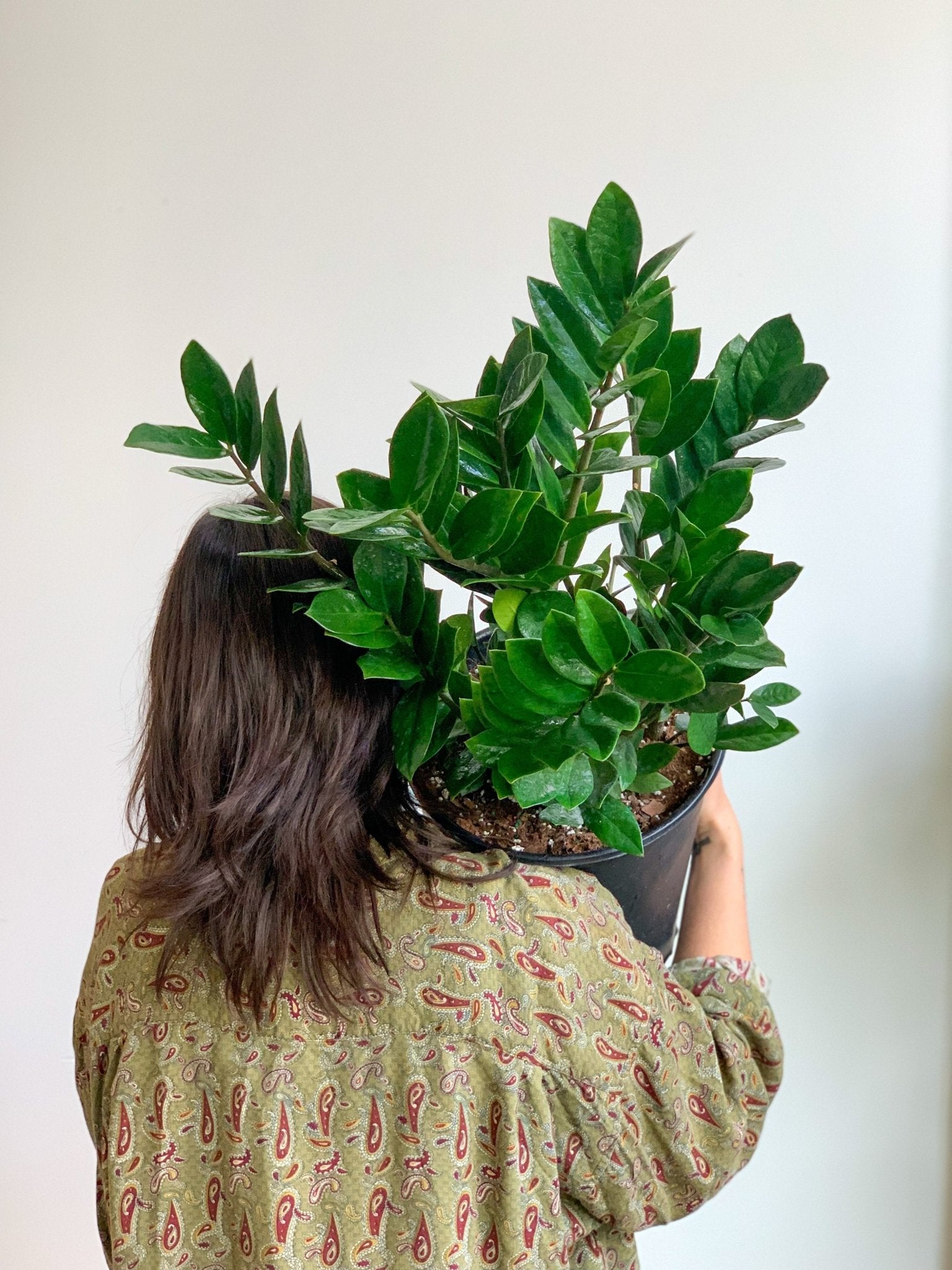 Zach (Zamioculcas) - Alma Plantes