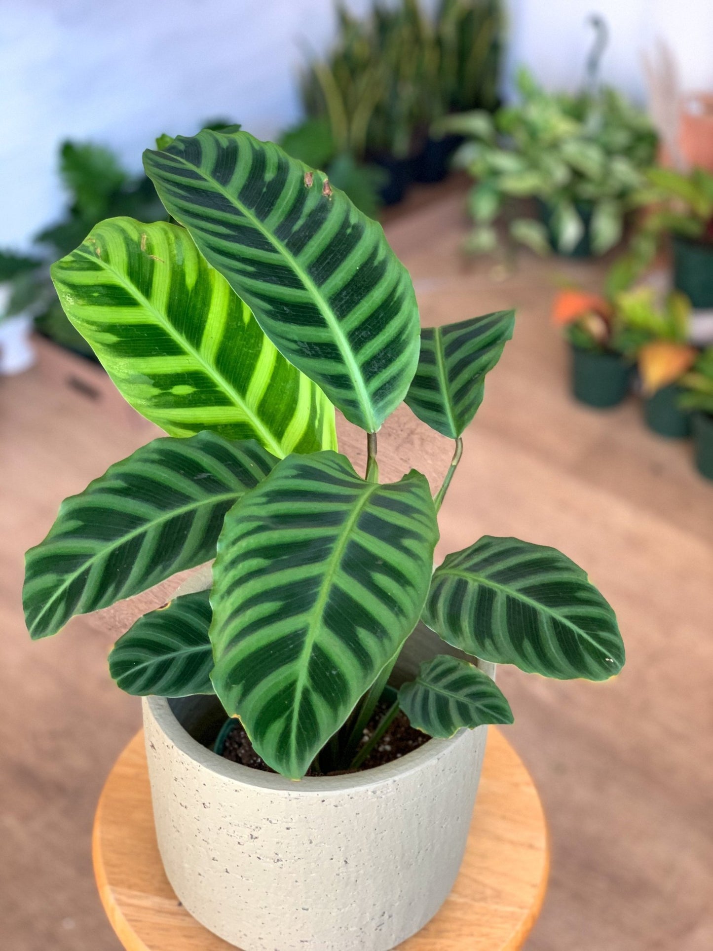 Zebrina (Calathea) - Alma Plantes
