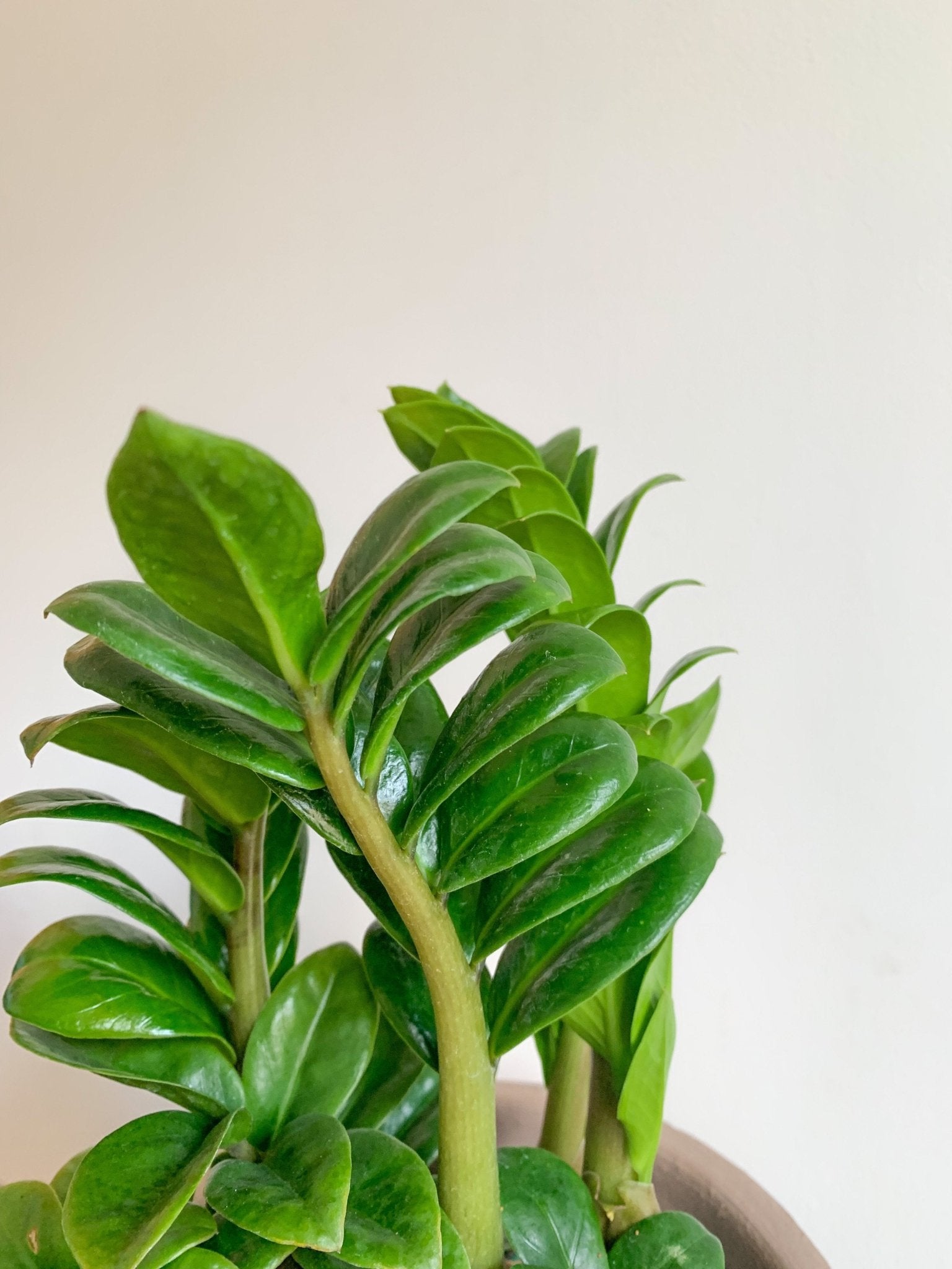 Zenzi (Zamioculcas) - Alma Plantes