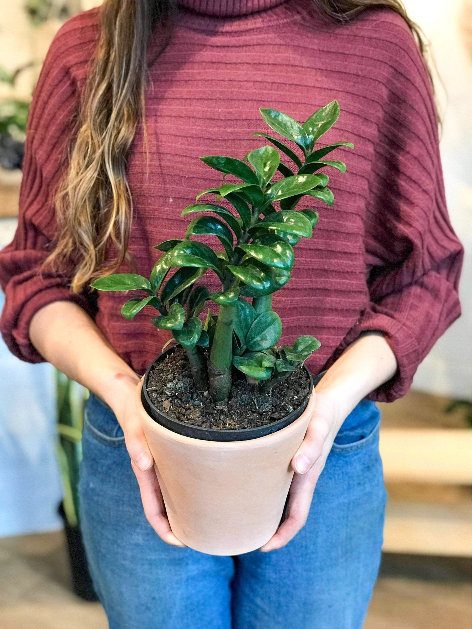 Zenzi (Zamioculcas) - Alma Plantes