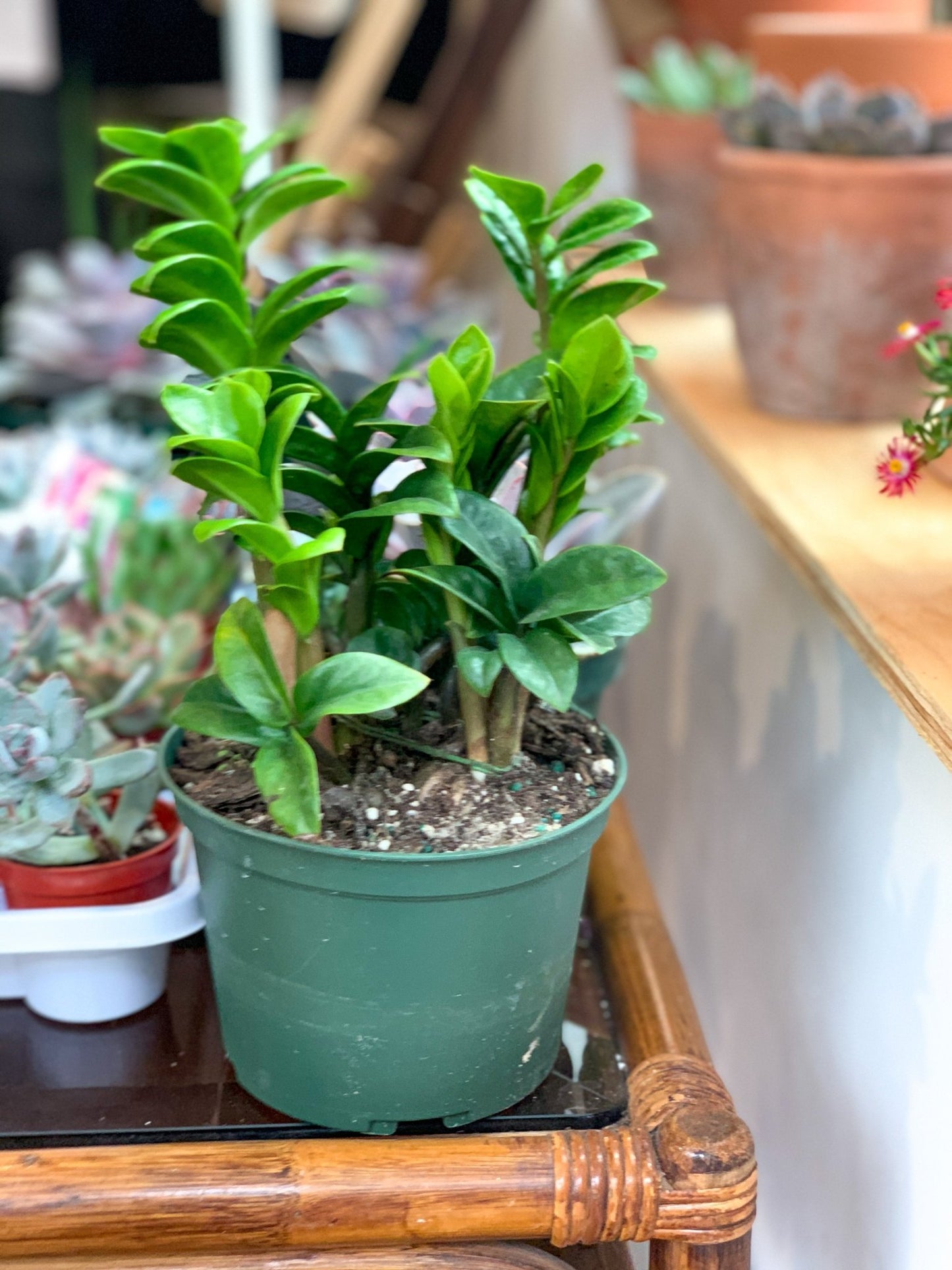 Zenzi (Zamioculcas) - Alma Plantes