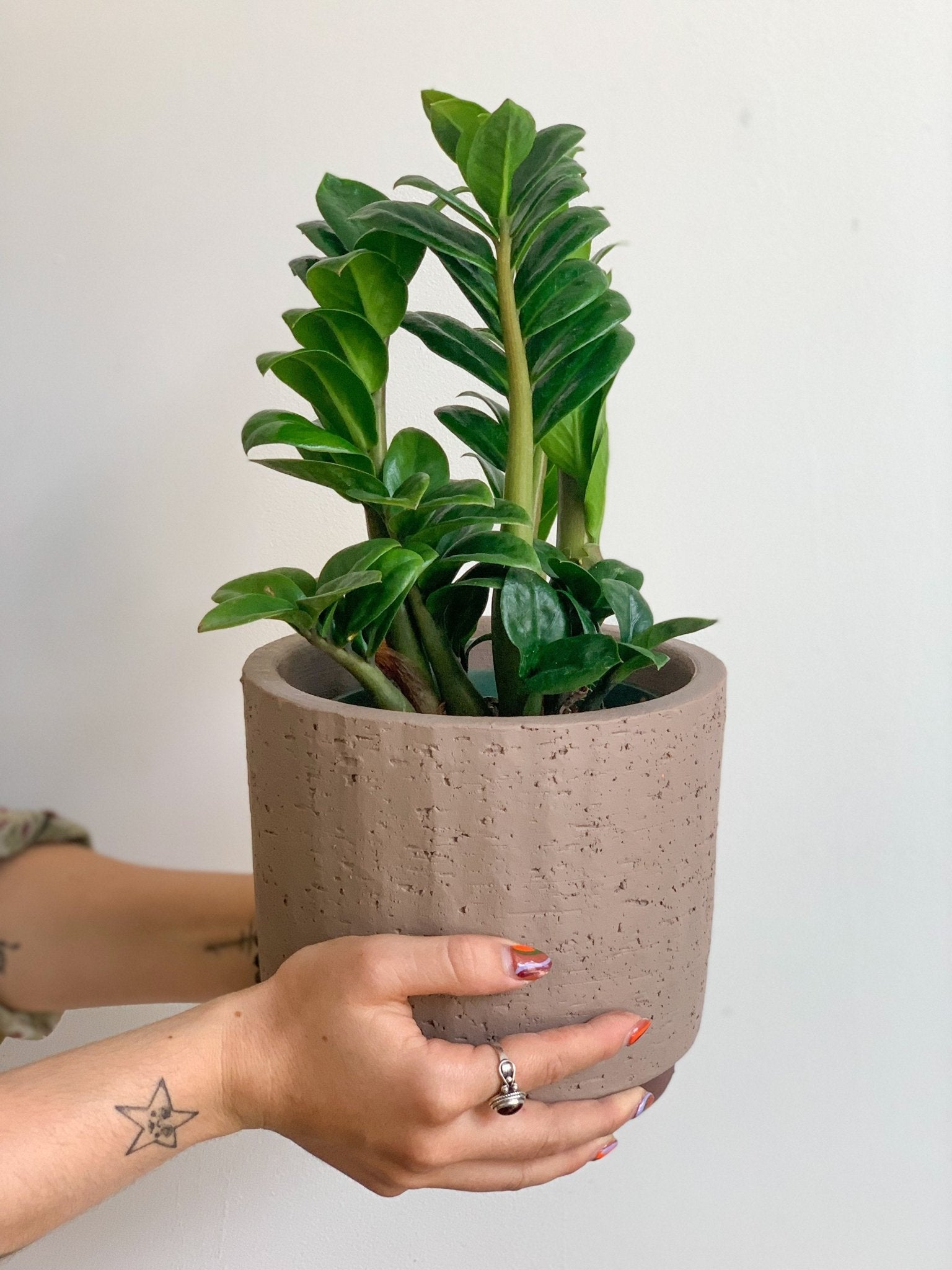 Zenzi (Zamioculcas) - Alma Plantes