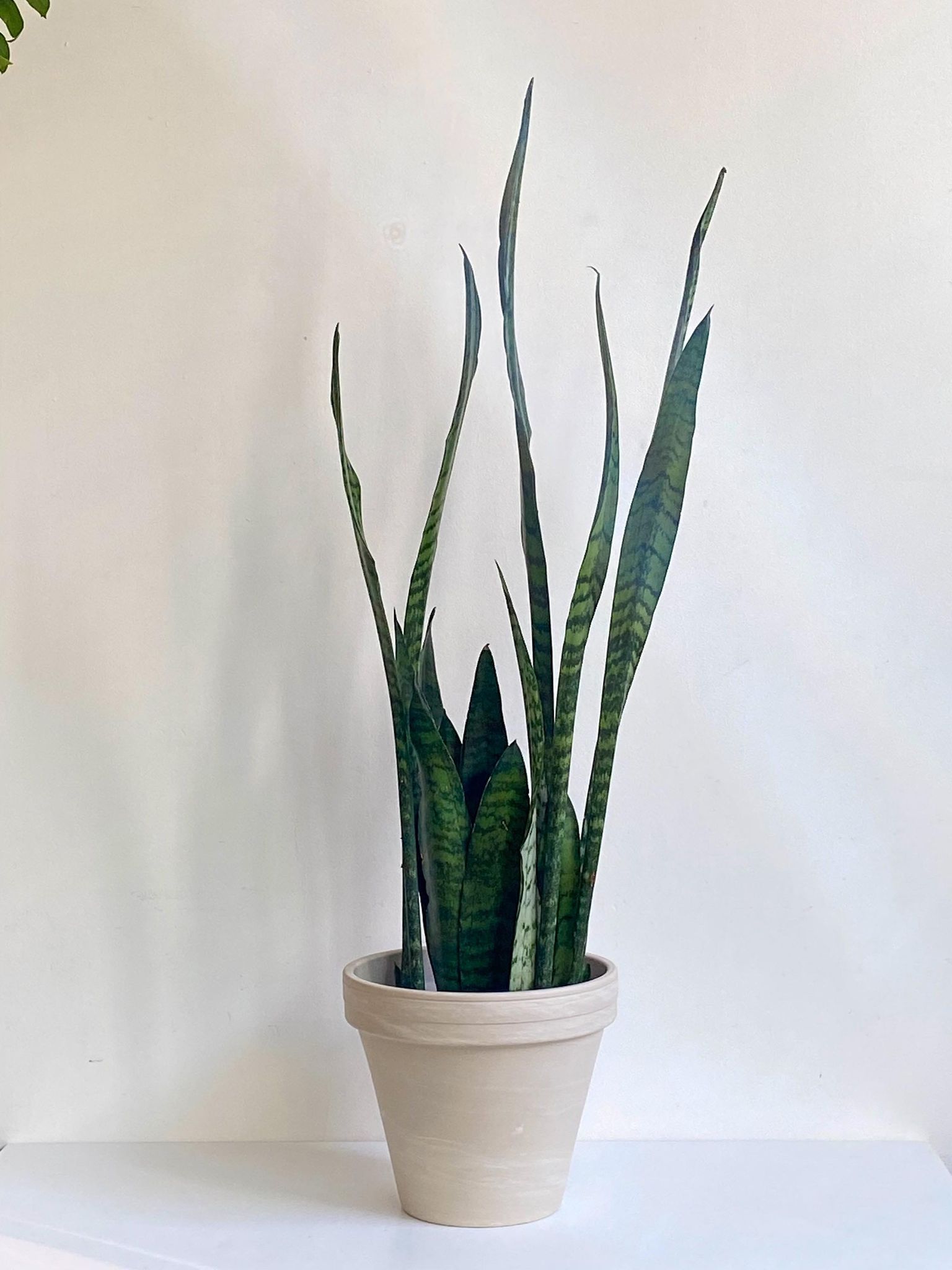 Zeyla (Sansevière) - Alma Plantes