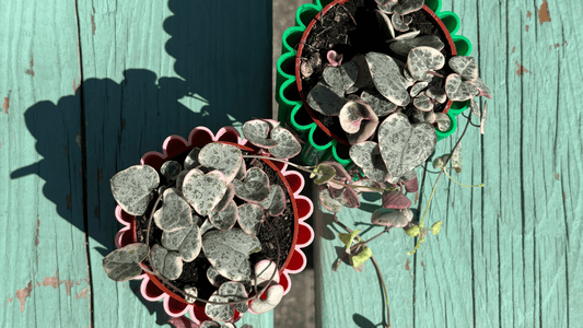 7 idées cadeaux pour la fête des Mères 💜 - Alma Plantes