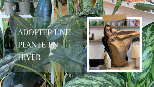 adopter une plante en hiver