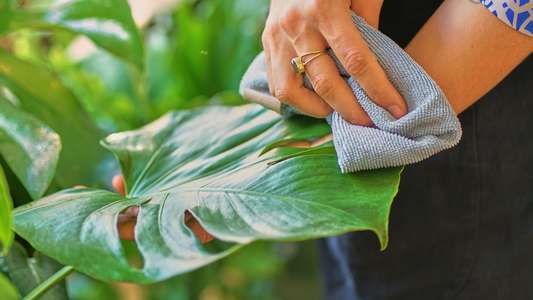 Le traitement d'indésirables dans nos plantes d'intérieur