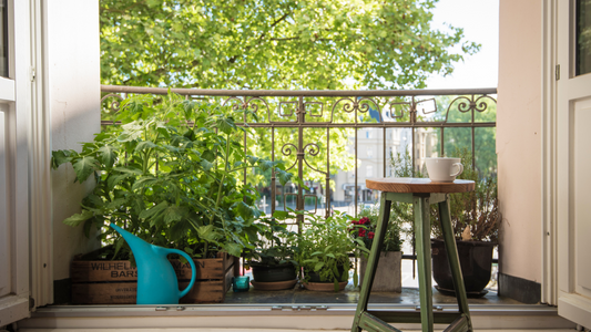 Sortir et rentrer nos plantes d’intérieur