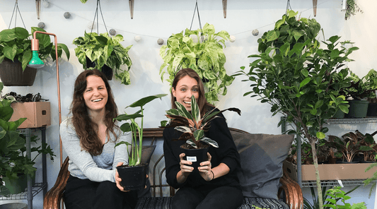 Bienvenue sur le blogue ! - Alma Plantes