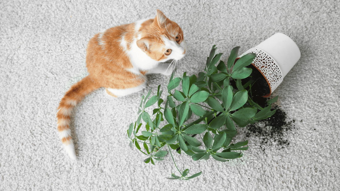 Cohabitation: les animaux domestiques et les plantes d’intérieur - Alma Plantes