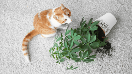 Cohabitation: les animaux domestiques et les plantes d’intérieur - Alma Plantes