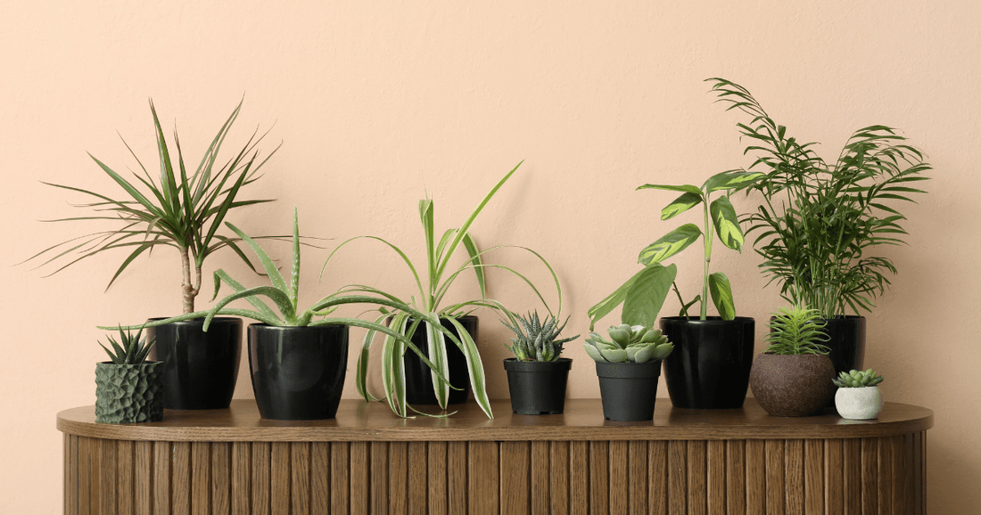 Comment prendre soin de tes plantes pendant les vacances? Nos meilleurs conseils pour partir l’esprit tranquille. - Alma Plantes