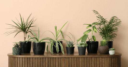 Comment prendre soin de tes plantes pendant les vacances? Nos meilleurs conseils pour partir l’esprit tranquille. - Alma Plantes