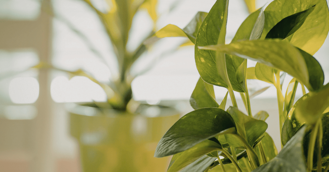 Comment préparer ses plantes pour le printemps : le guide complet - Alma Plantes