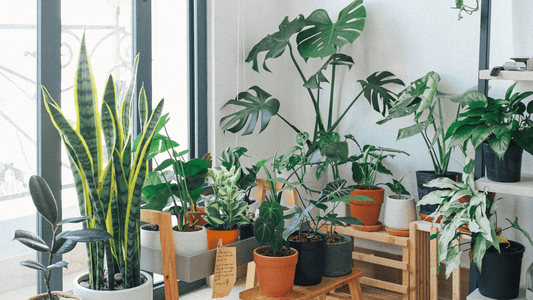 En avril, ne te découvre pas d'un fil ! - Alma Plantes