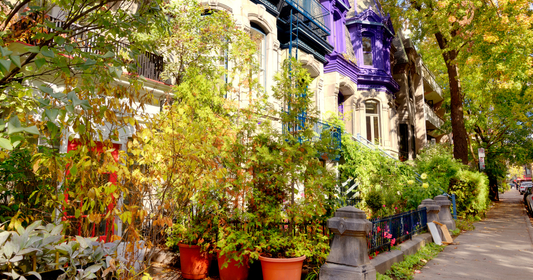 Jardinage urbain à Montréal : faire pousser un coin de nature en ville - Alma Plantes