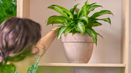 L'automne : la rentrée des classes, et des plantes ! - Alma Plantes