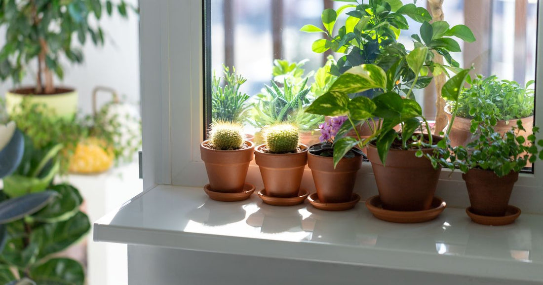Le bilan santé de début d’été : 7 choses à vérifier sur tes plantes en juin - Alma Plantes