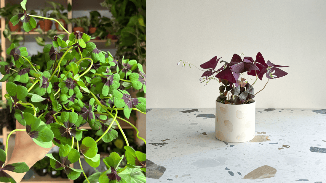 L'entretien des Oxalis - Alma Plantes