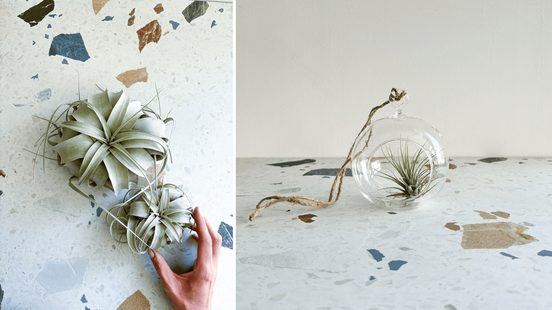 L'entretien des plantes aériennes - Alma Plantes