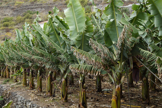 Maîtriser le bananier : Entretien, plantation et variétés à connaître - Alma Plantes
