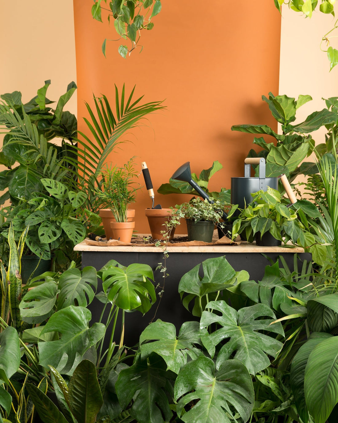 Notre campagne Ulule - Alma Plantes