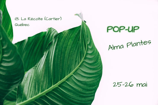Pop-Up Québec - 25-26 mai - Alma Plantes